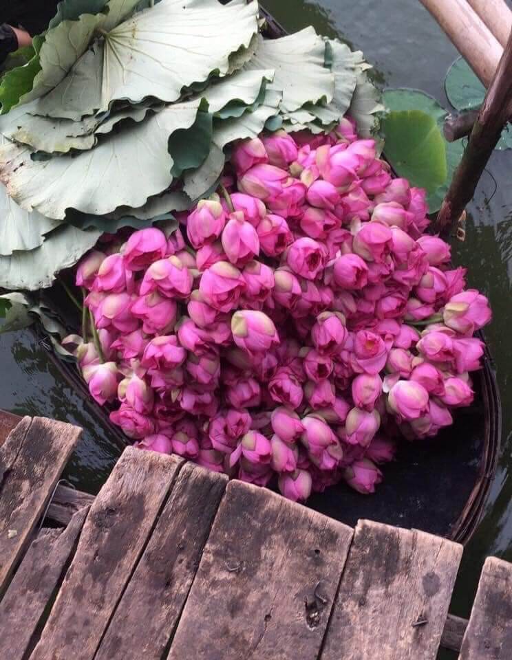Chè Ướp Bông Sen Tây Hồ