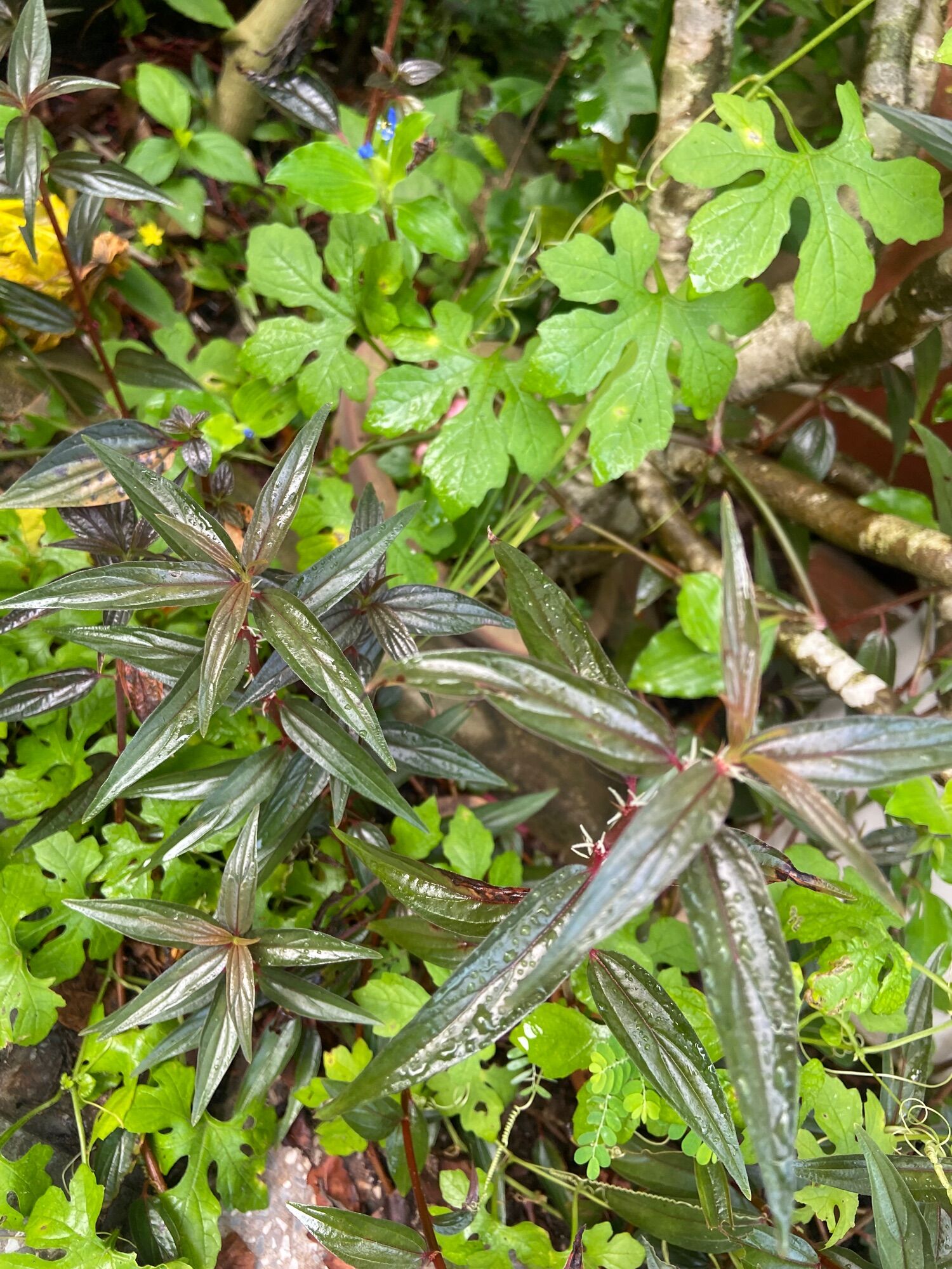 Cây bọ mắm (cây thuoc dòi, cỏ dòi)