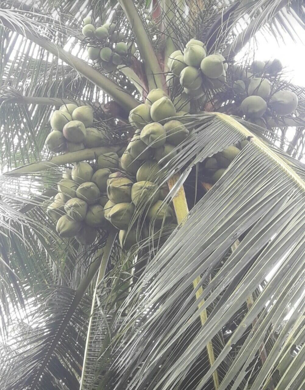 Dừa Sáp Giống