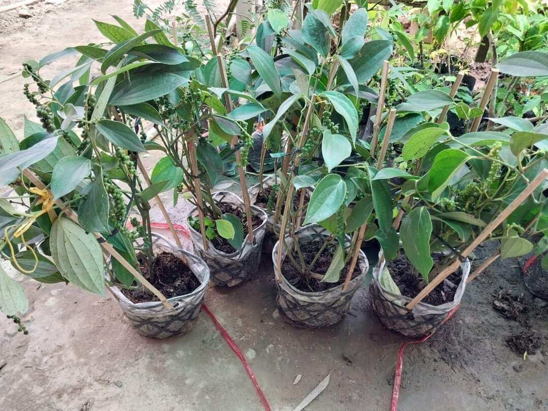 ( CÂY GIỐNG) CÂY TIÊU XANH NHIỀU NHÁNH MAU TRÁI