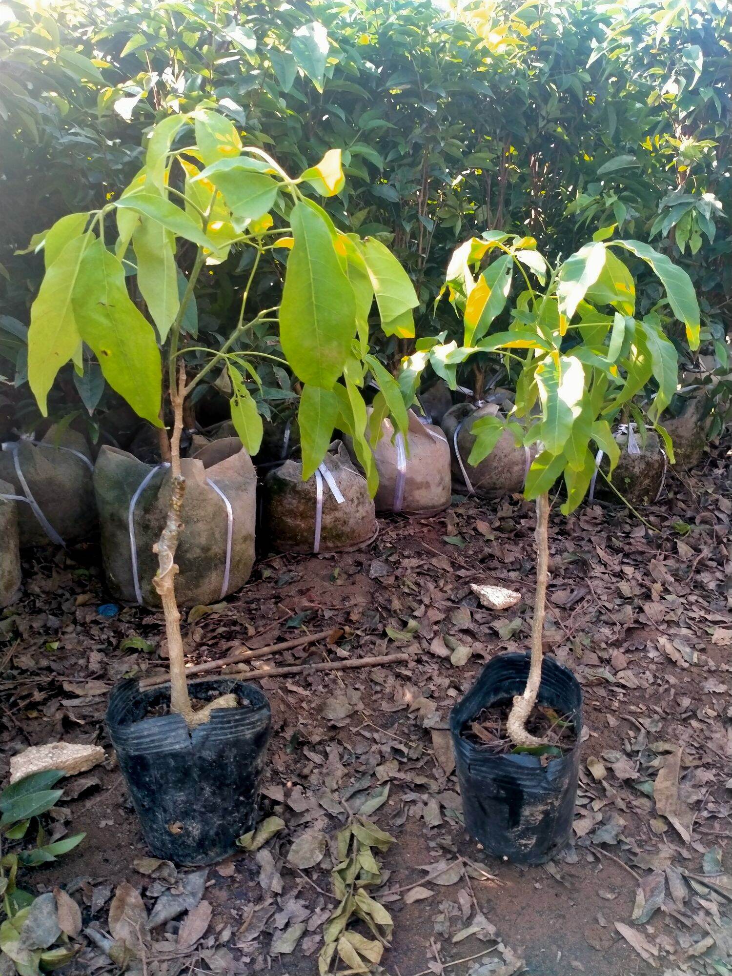 CÂY GIỐNG BÁNH KEM NHẬP KHẨU
