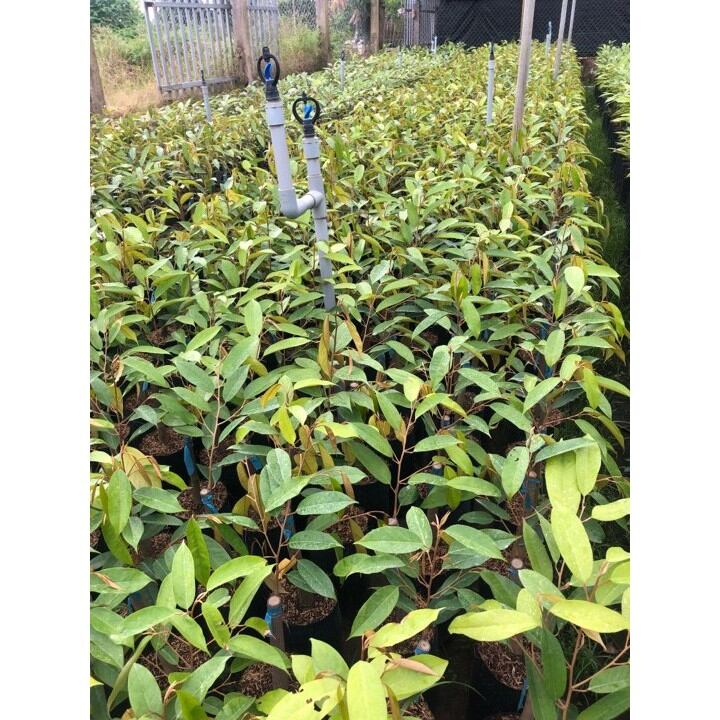 Cây giống sầu riêng hạt lép thái