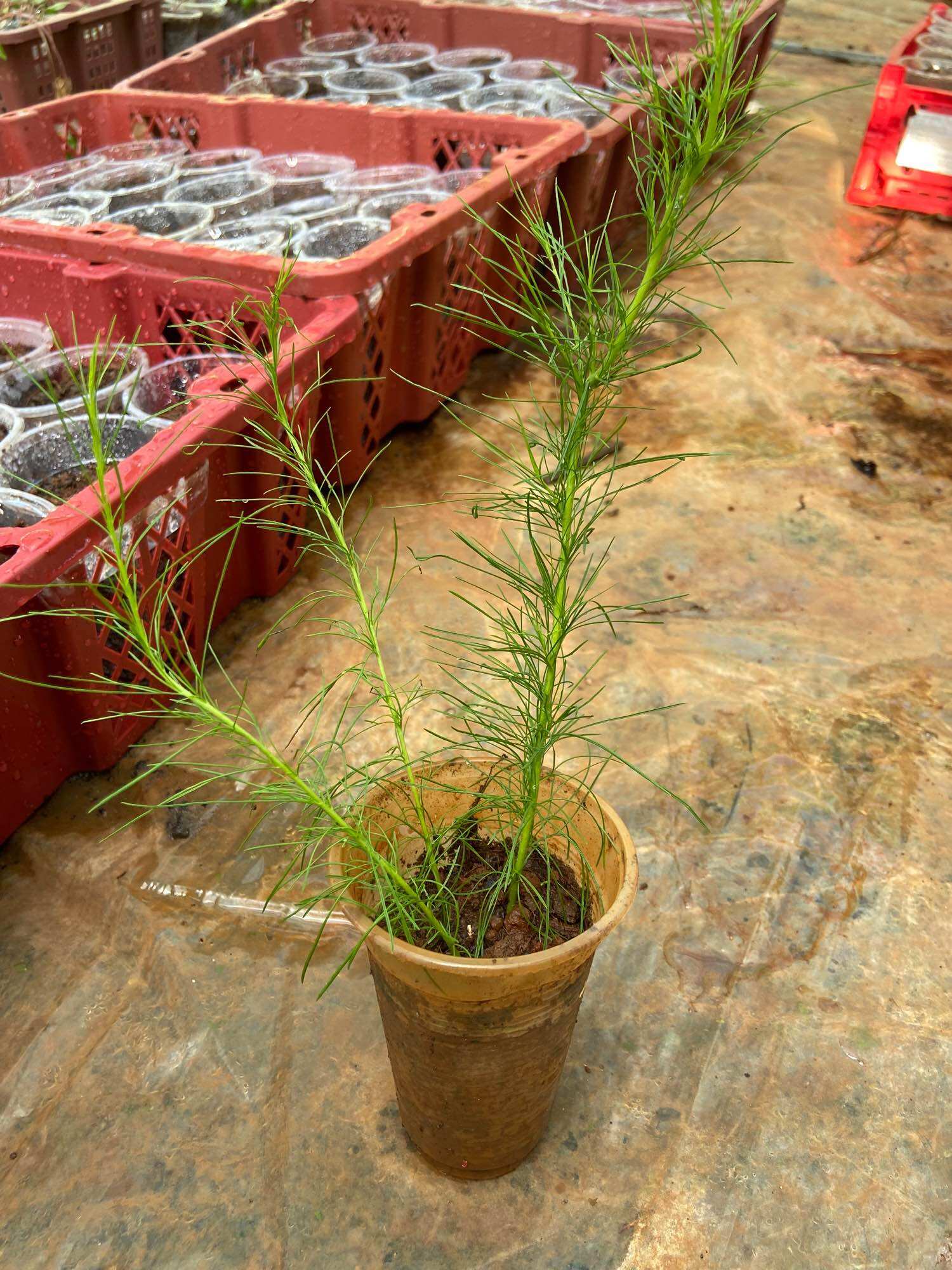 Cây giống thì là thân gỗ