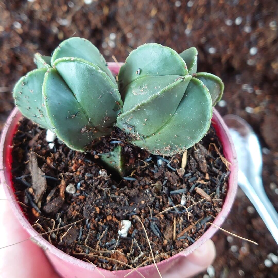 xương rồng astro xanh 2 đầu