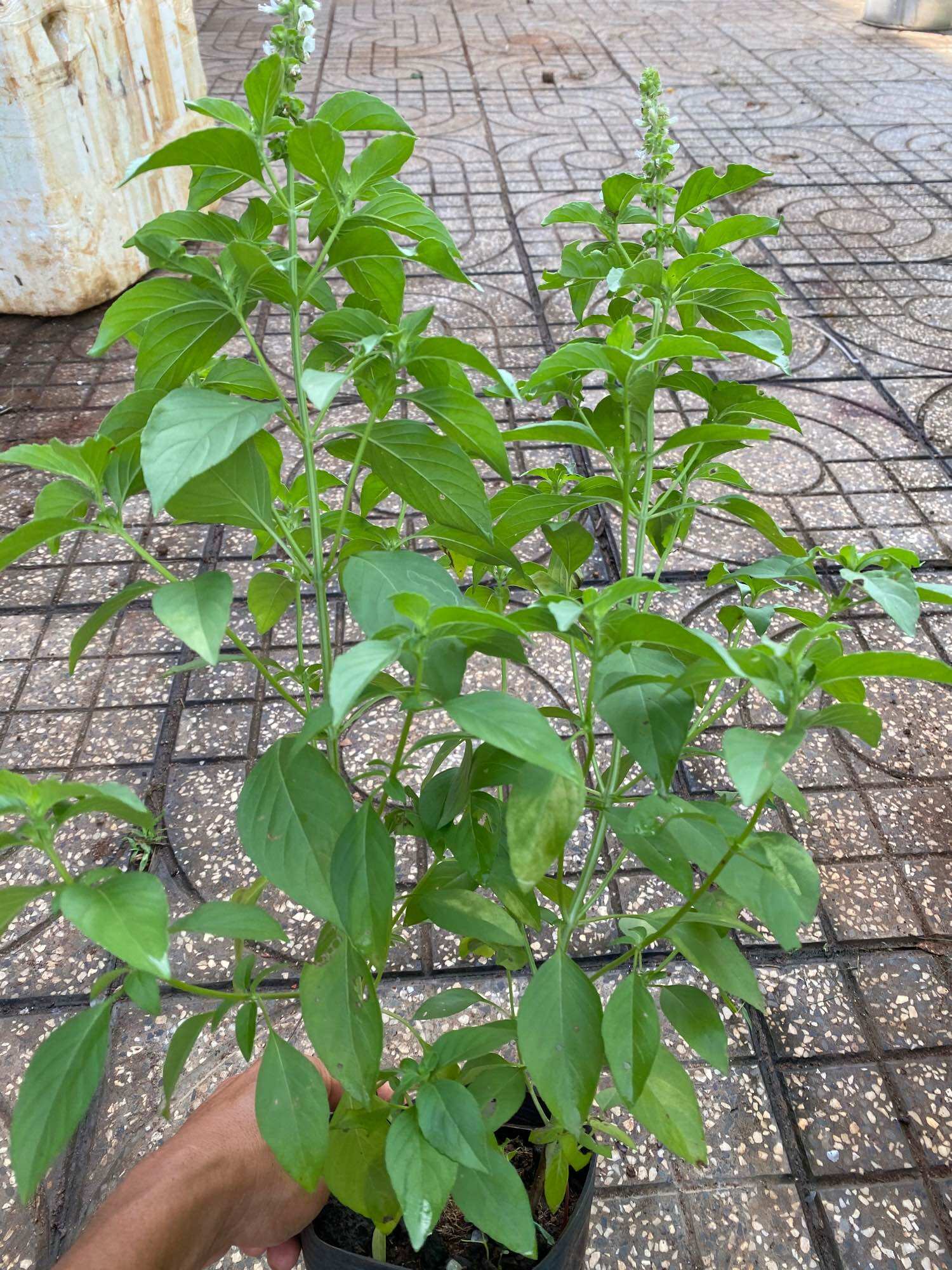 Cây lá é trắng nấu lẩu gà lá é