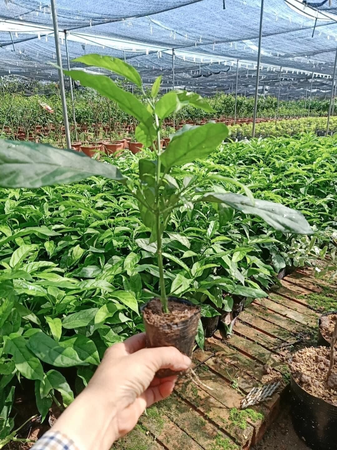 Cây giống hoa dạ Ngọc minh châu