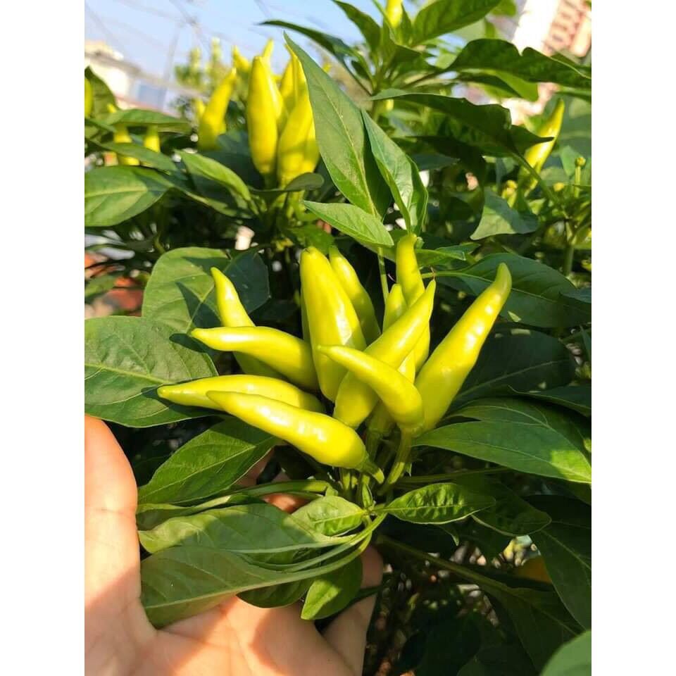 HẠT GIỐNG ỚT TÓC DÀI ỚT CHÙM CHỈ THIÊN SIÊU CAY