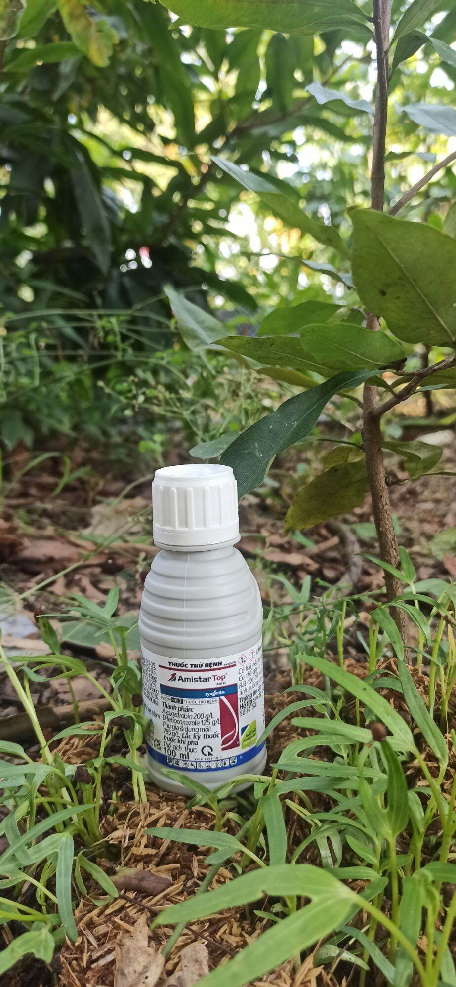 Amistatop phòng Nấm bệnh cây trồng, Mai vàng, Phong Lan,..
