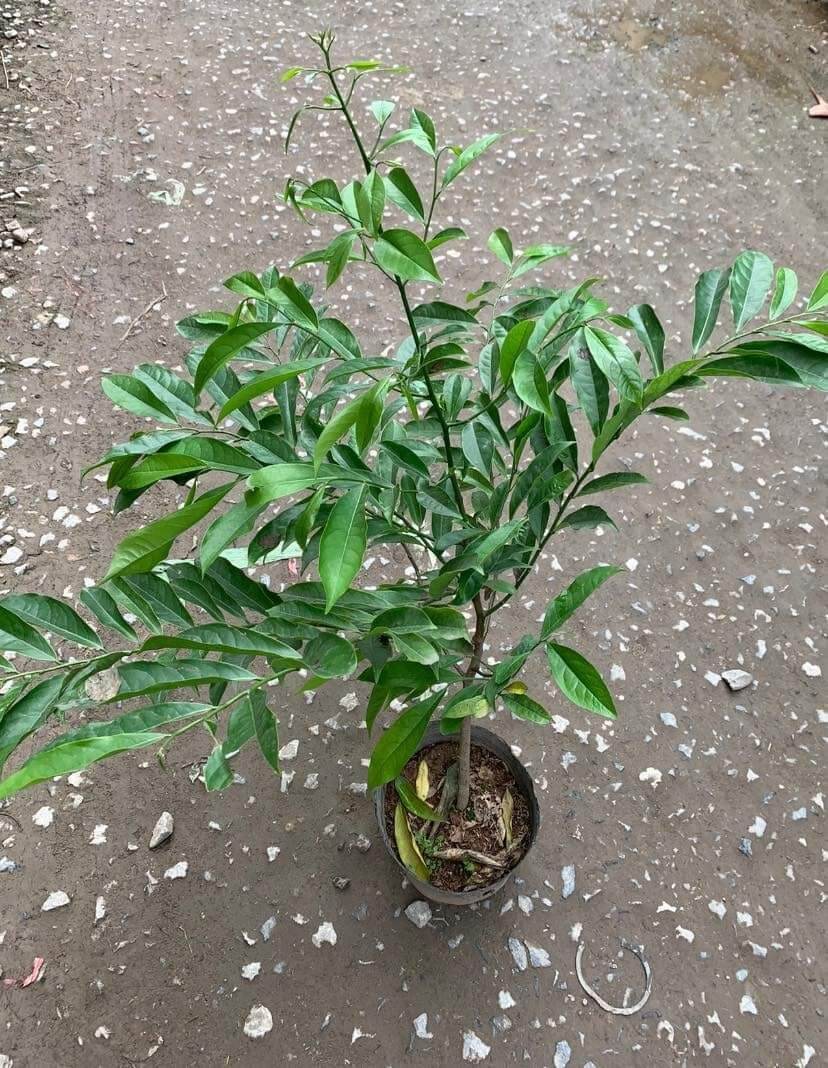 CÂY HOA MÓNG R.ỒNG HOA VÀNG RẤT THƠM
