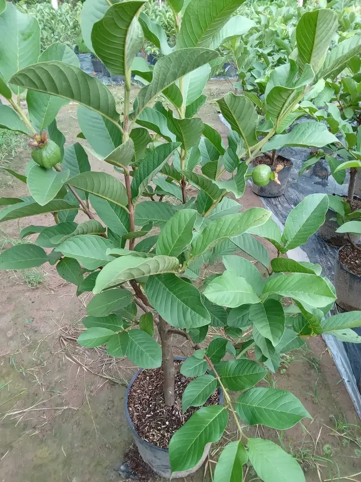 chậu cây ổi nữ hoàng cây đẹp mới về