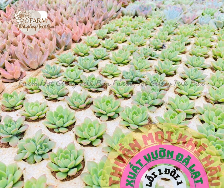 SEN ĐÁ MẶT TRỜI SIZE MINI 🥰FARM HẠT GIỐNG TRỜI BAN 🤩🤩🤩🤩🤩