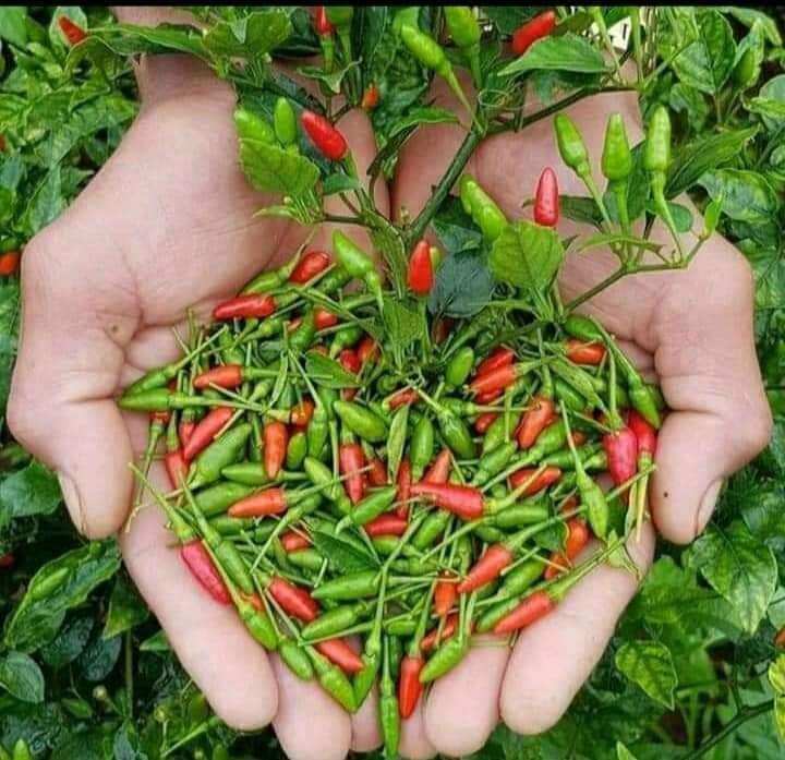 Hạt Ớt xiêm rừng 5 hạt