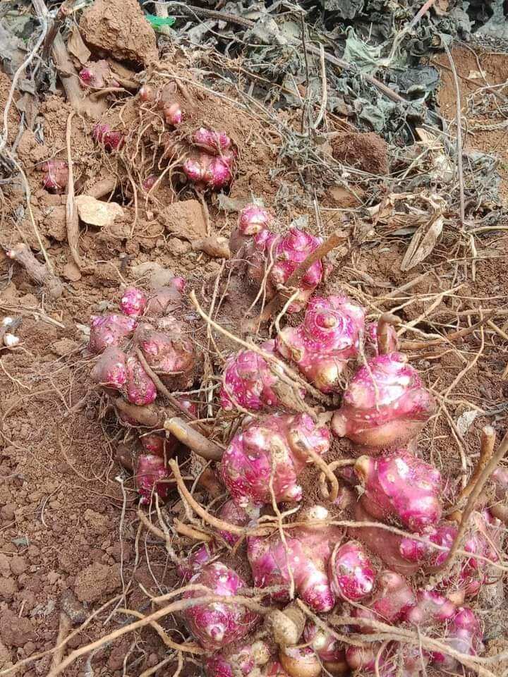 Củ Khoai Sâm Đất Giống-10 cùi