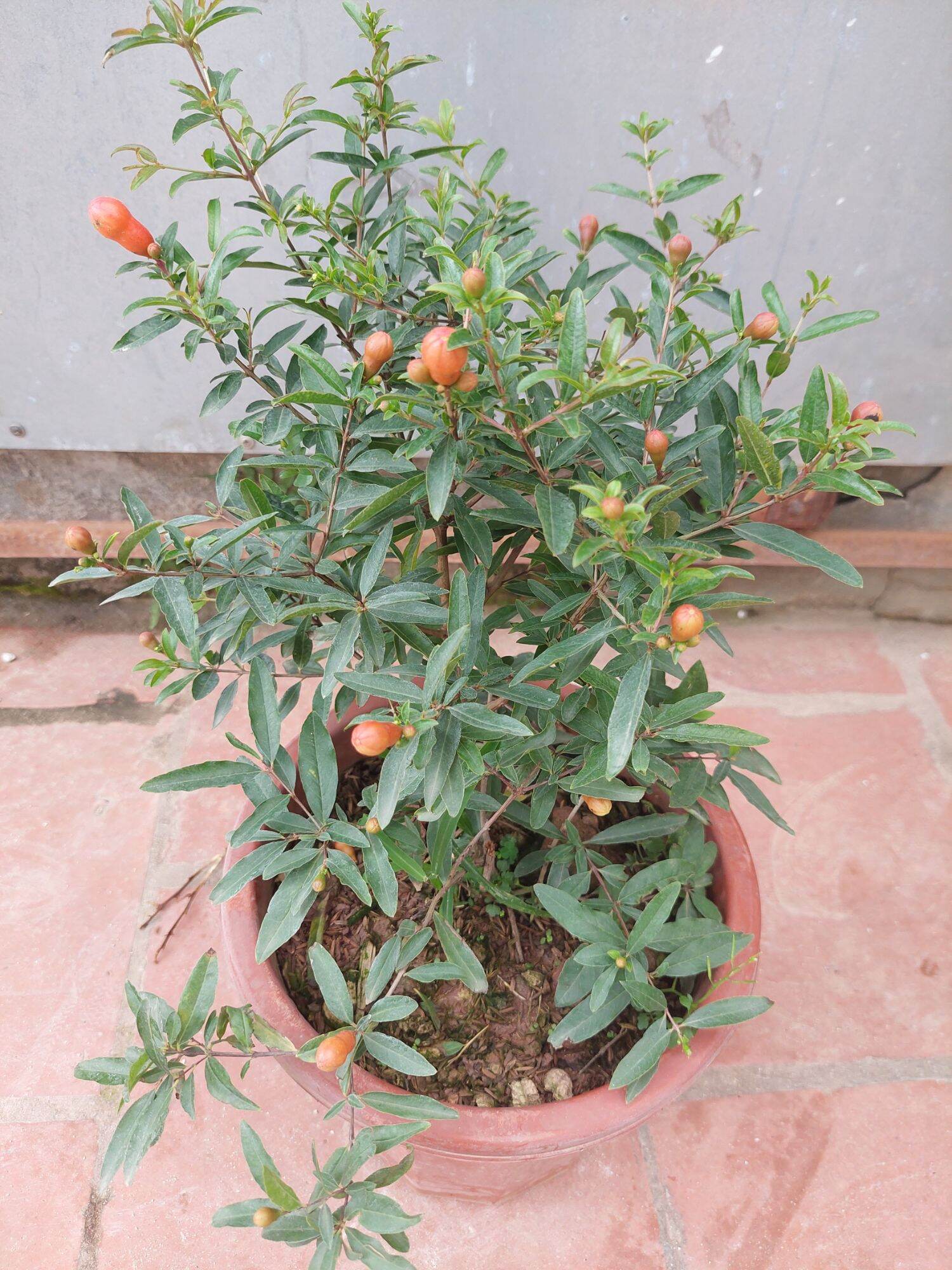 CÂY LỰU ĐỎ SẴN HOA