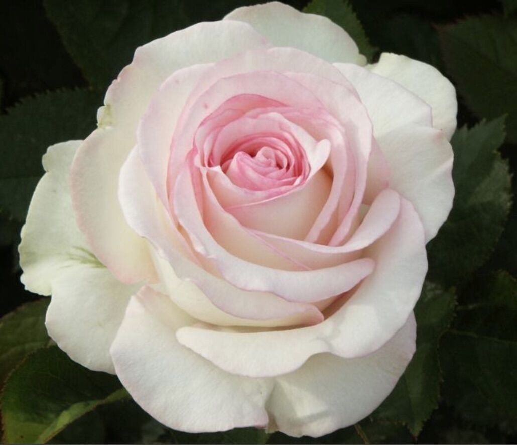 Hoa hồng Moonstone Rose - hoa màu hồng phấn