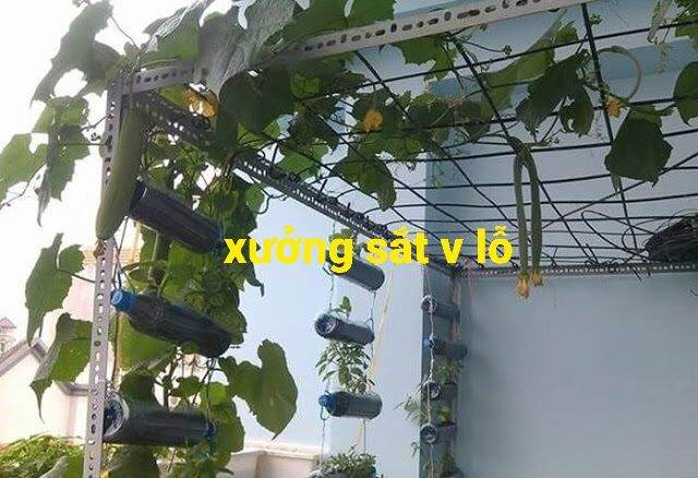 Bộ khung giàn trồng rau: trồng bầu ,bí, mướp ,dưa leo ,đỗ. đa năng