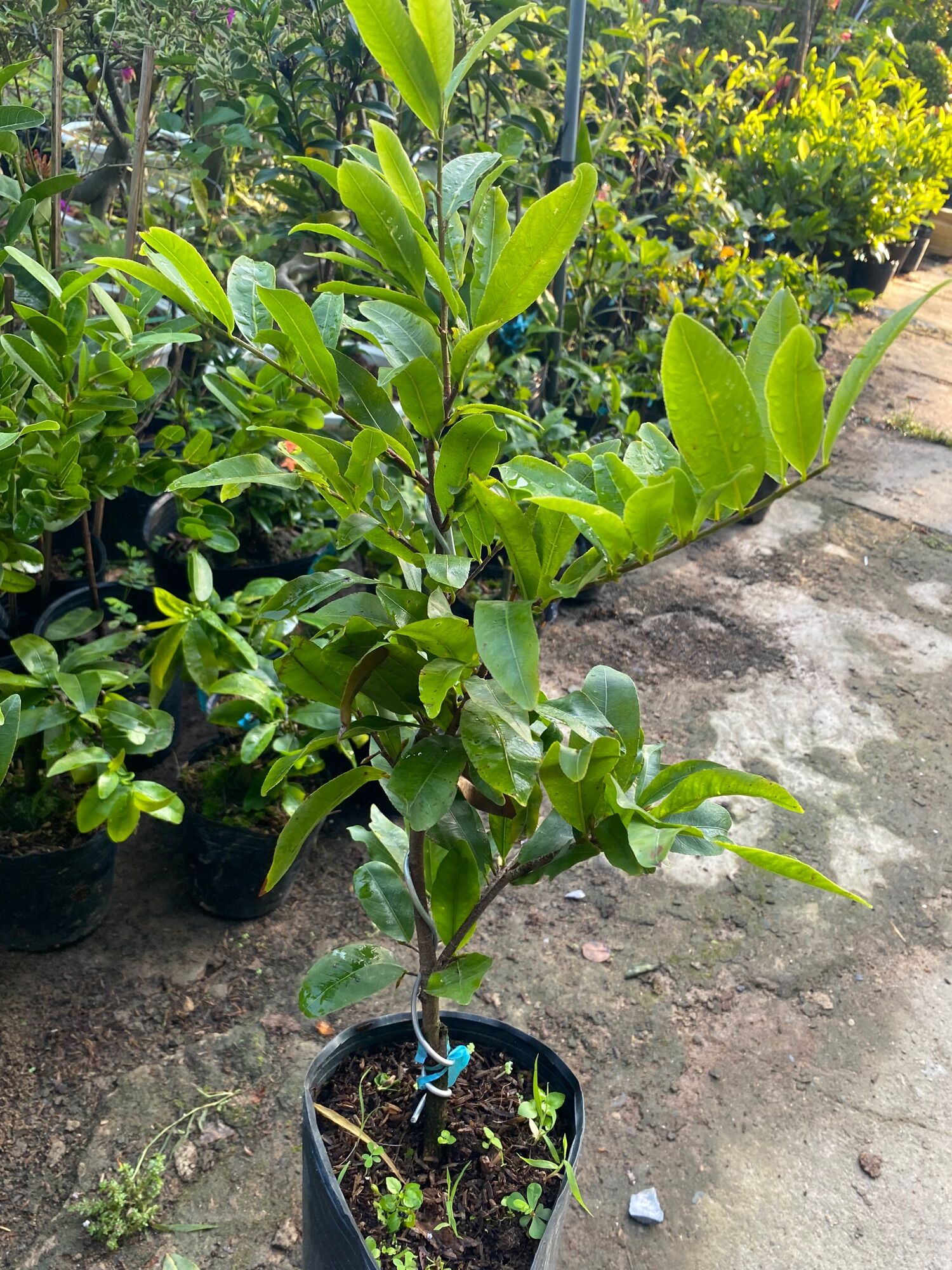 Conbo 3 cúc thọ hương ( cao 40-50cm )