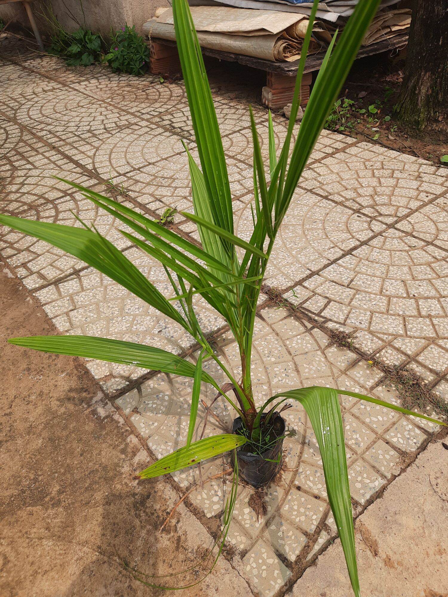 Cây Chà là giống