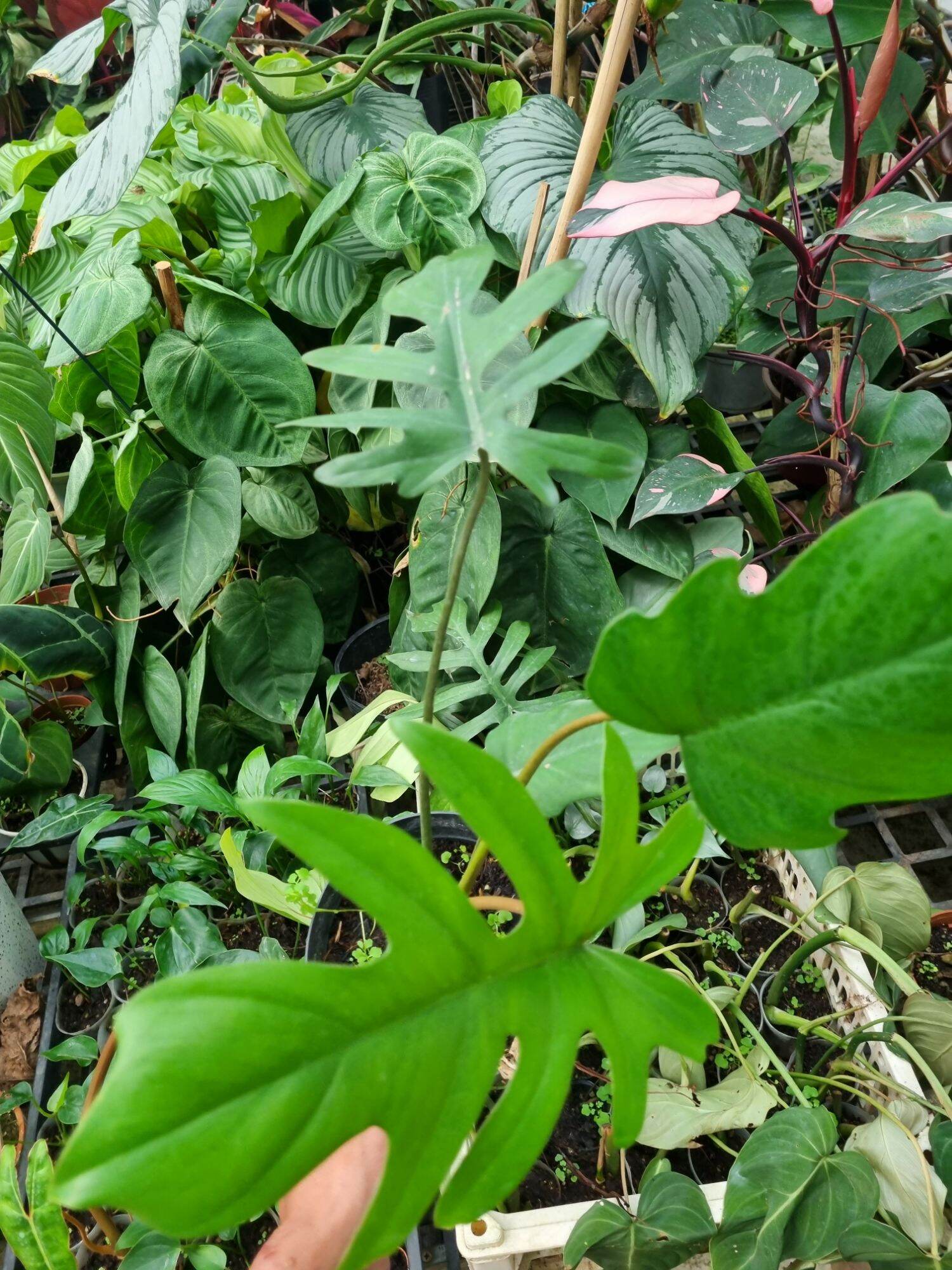 Cây Philodendron mayoi