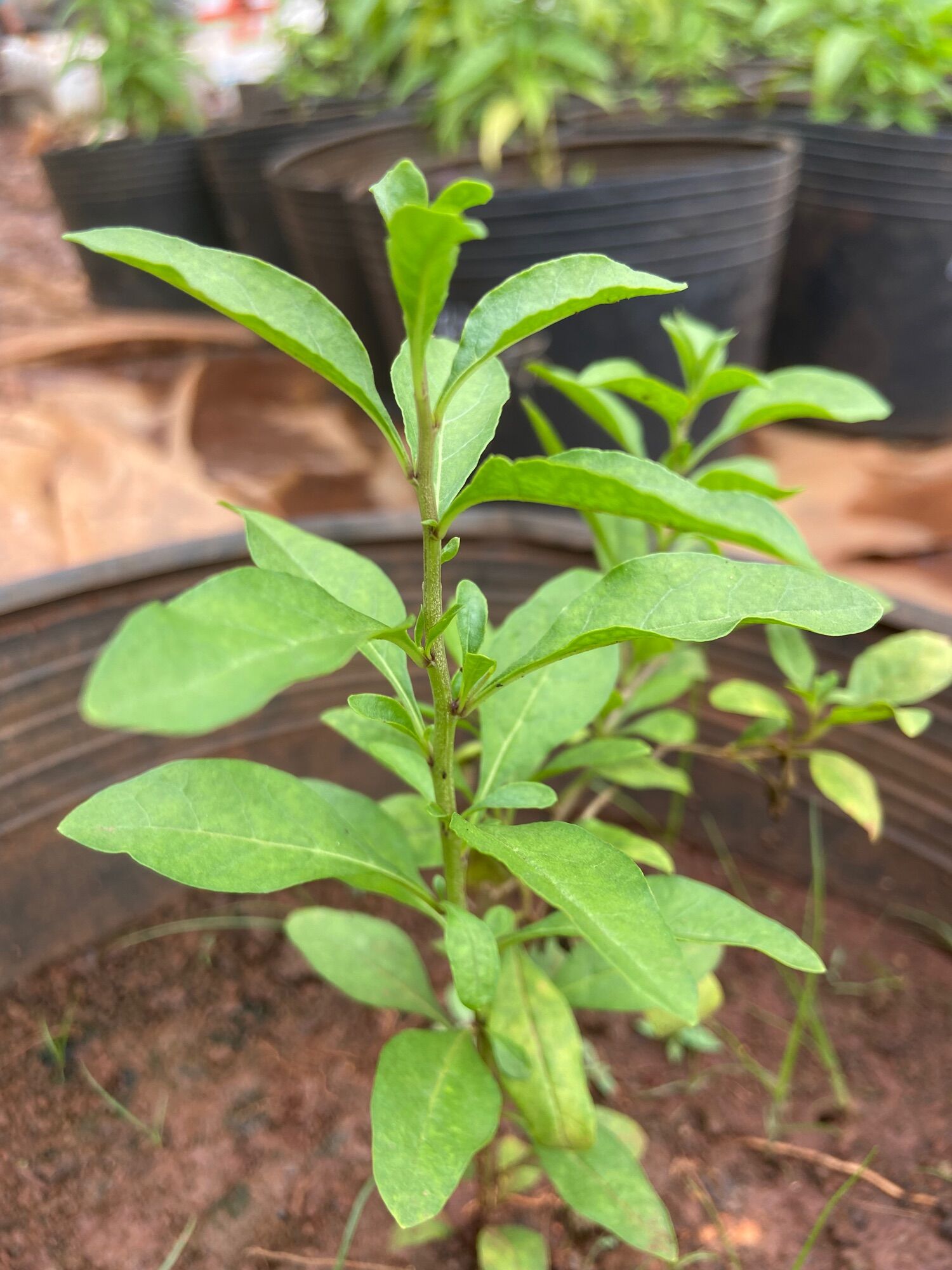 Cây Câu kỷ tử