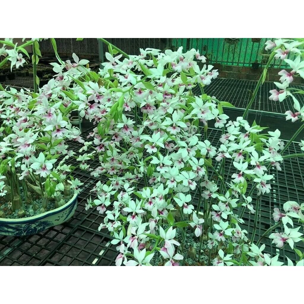Củ hoa lan bầu rượu Hoa Tết