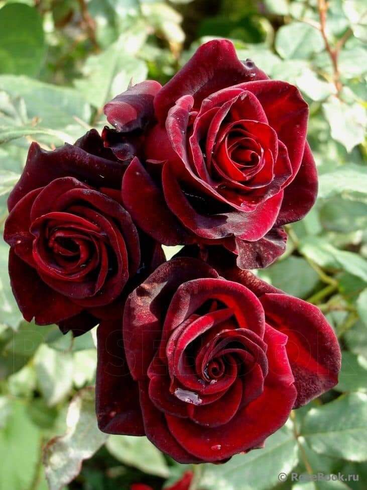 Hoa hồng bụi Abracadabra Rose - phù thuỷ đen
