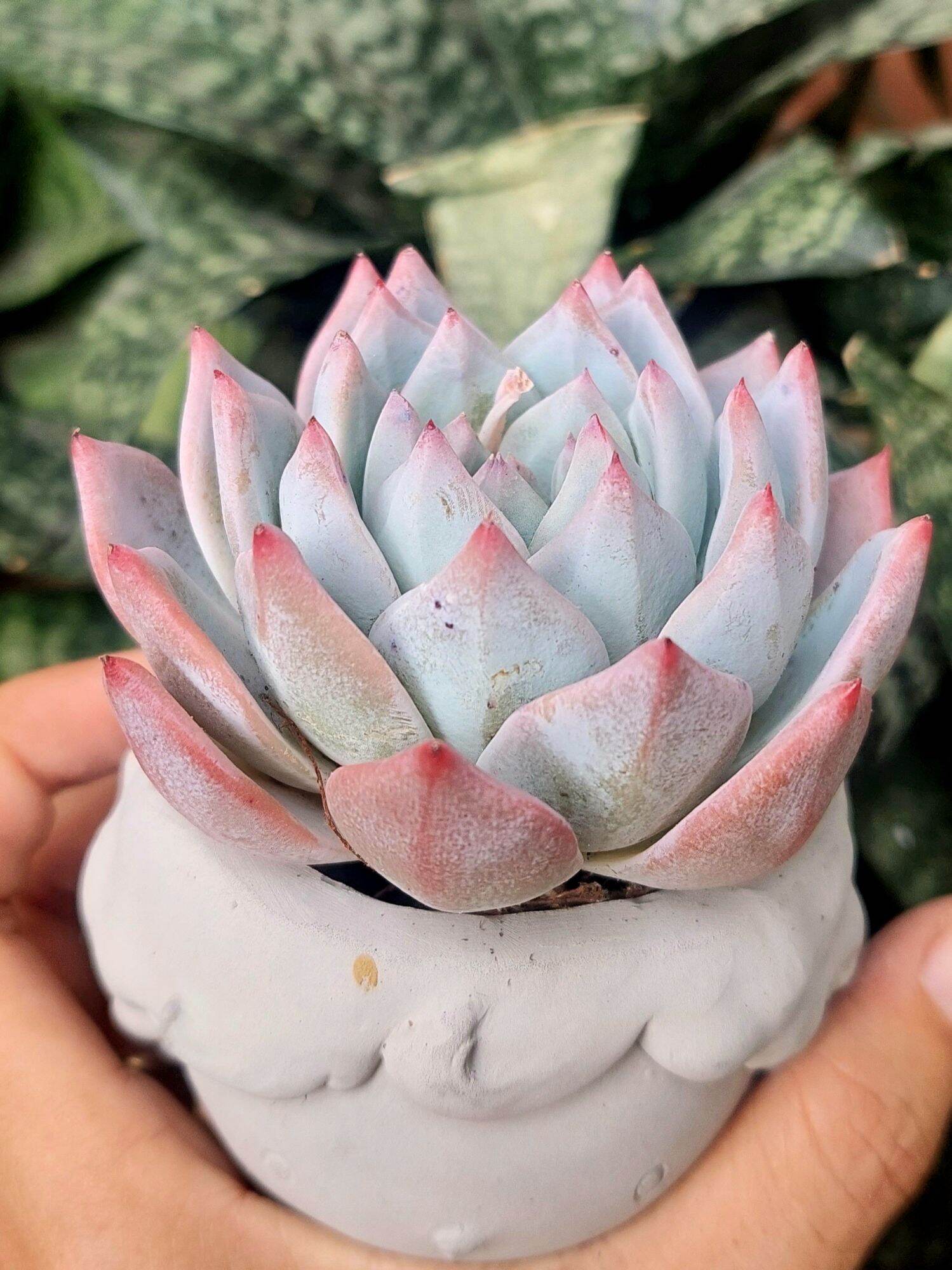 Sen đá CHIM HỒNG size trung 8 cm
