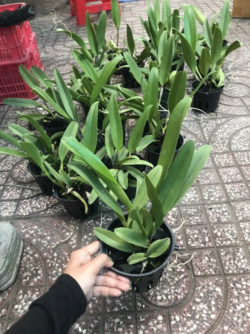 Lan Cattleya cánh sáp hoa đỏ - chậu phi 12