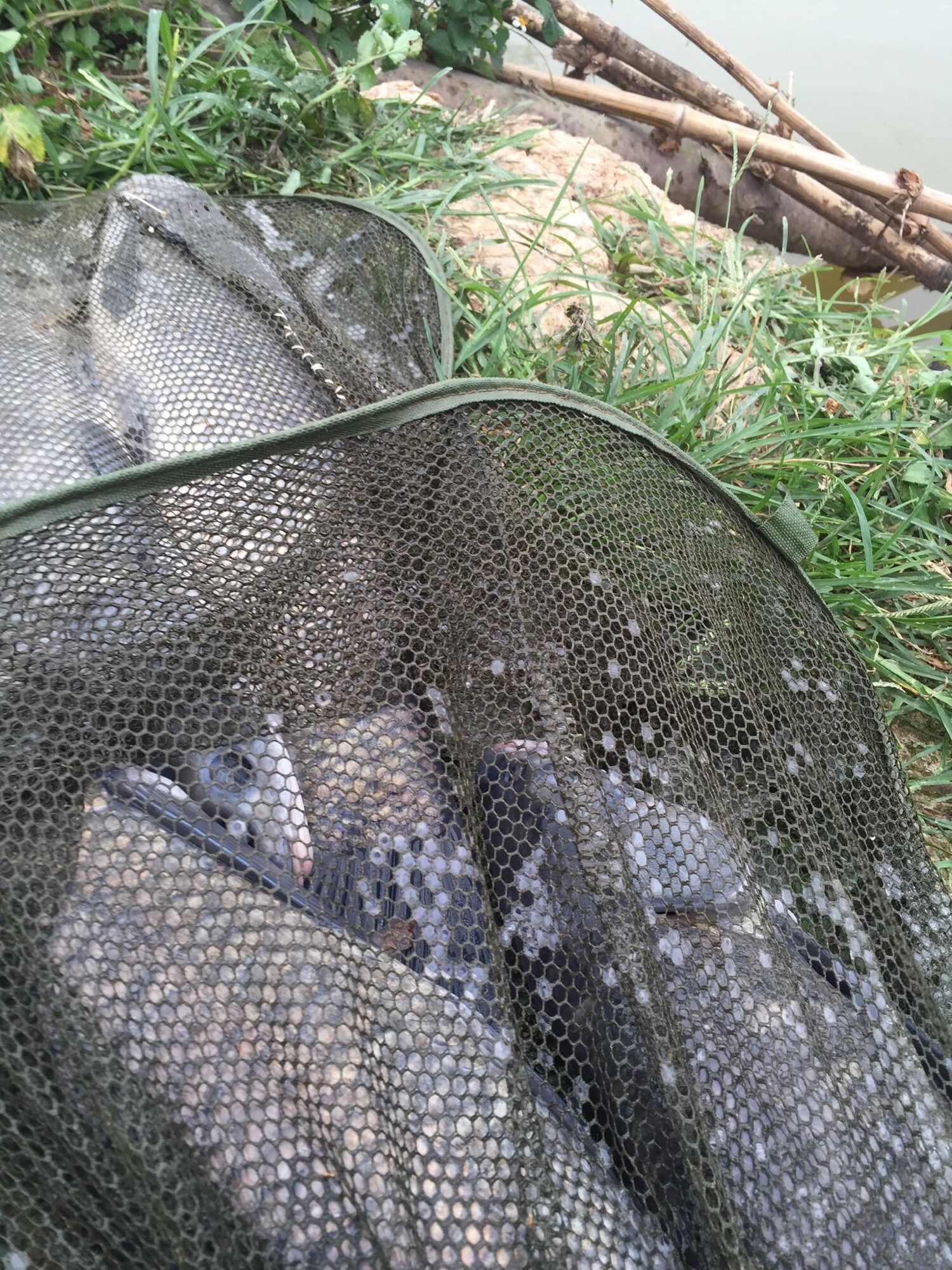 Ngô Ủ Sa Phạm Câu Trắm Trắng,Chép,Trôi,Rô Phi...