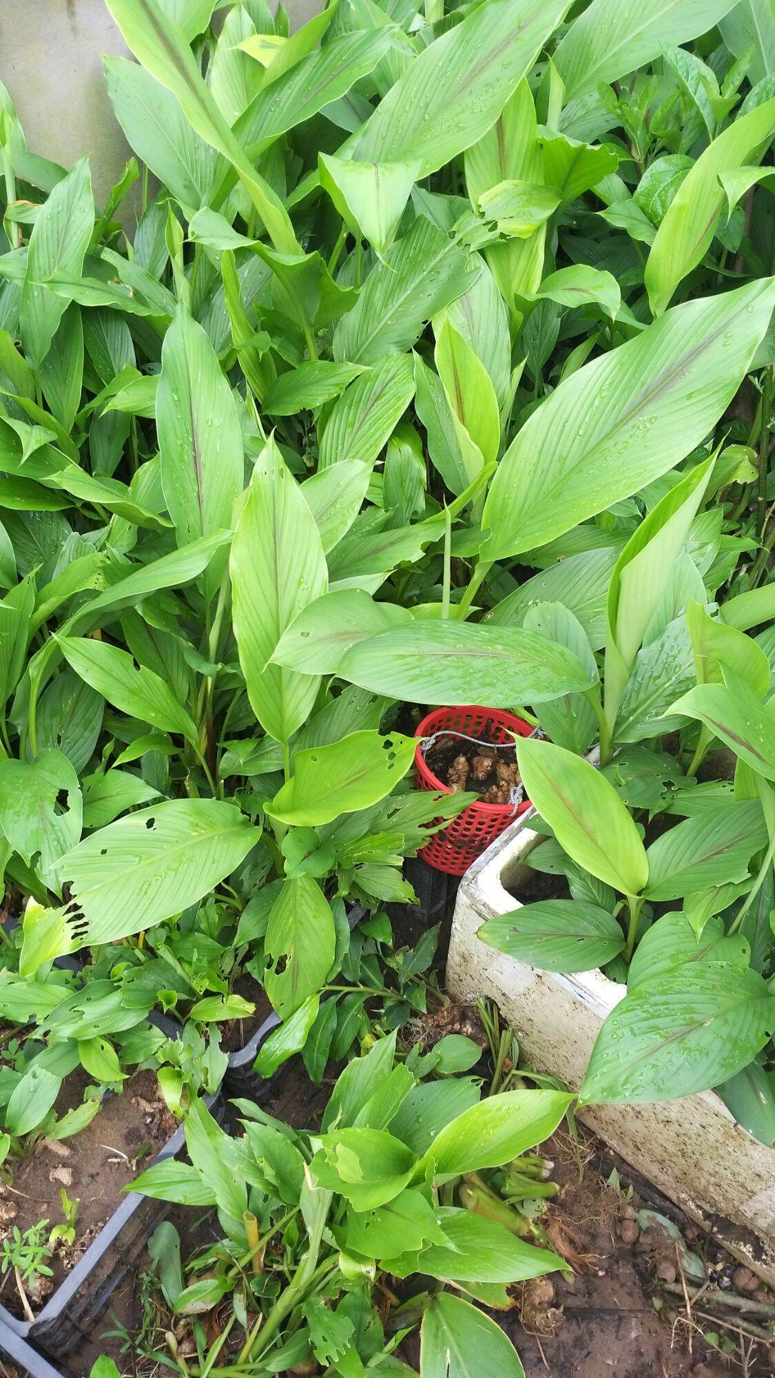 củ nghệ đen tươi 1kg