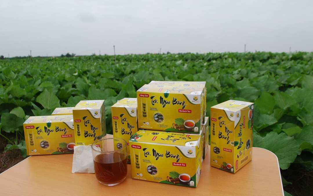 Trà ngưu bàng Đông Sâm, hộp 100g