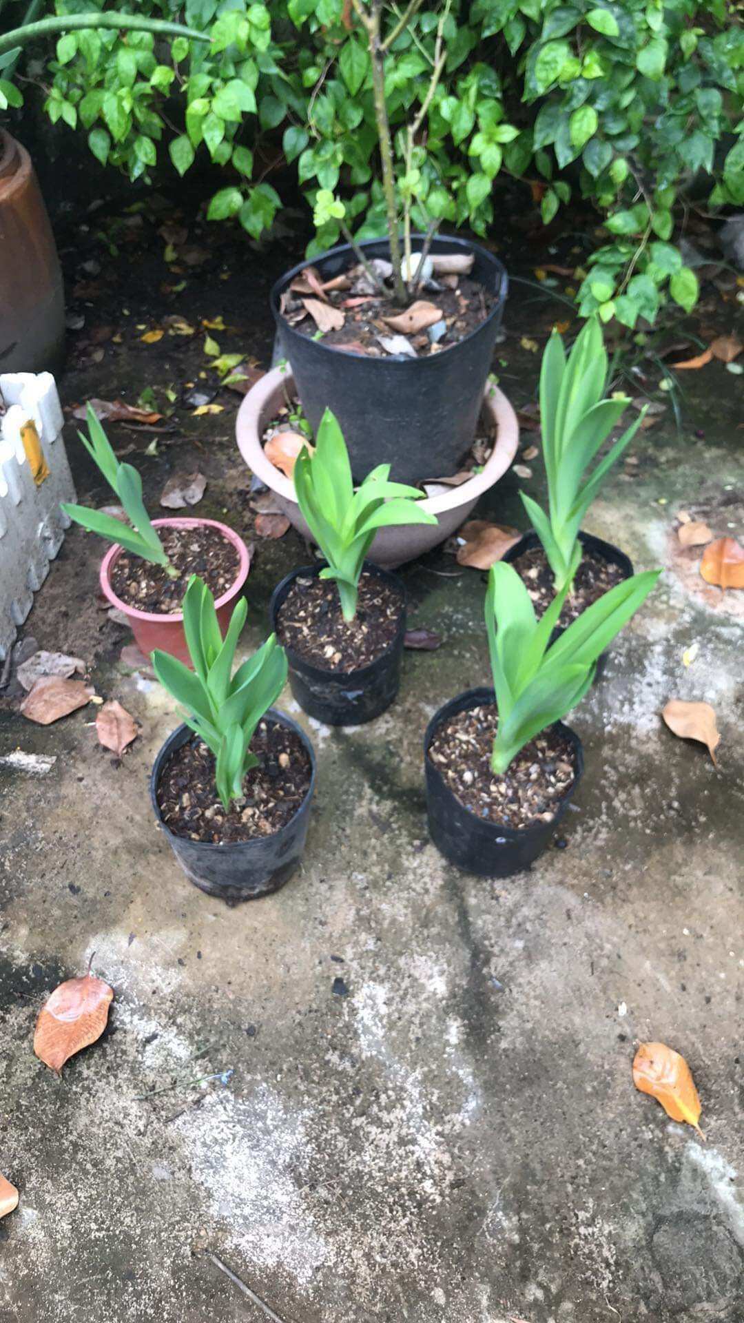 Củ hoa Thiên nga mắt ngọc (sét 5 củ)
