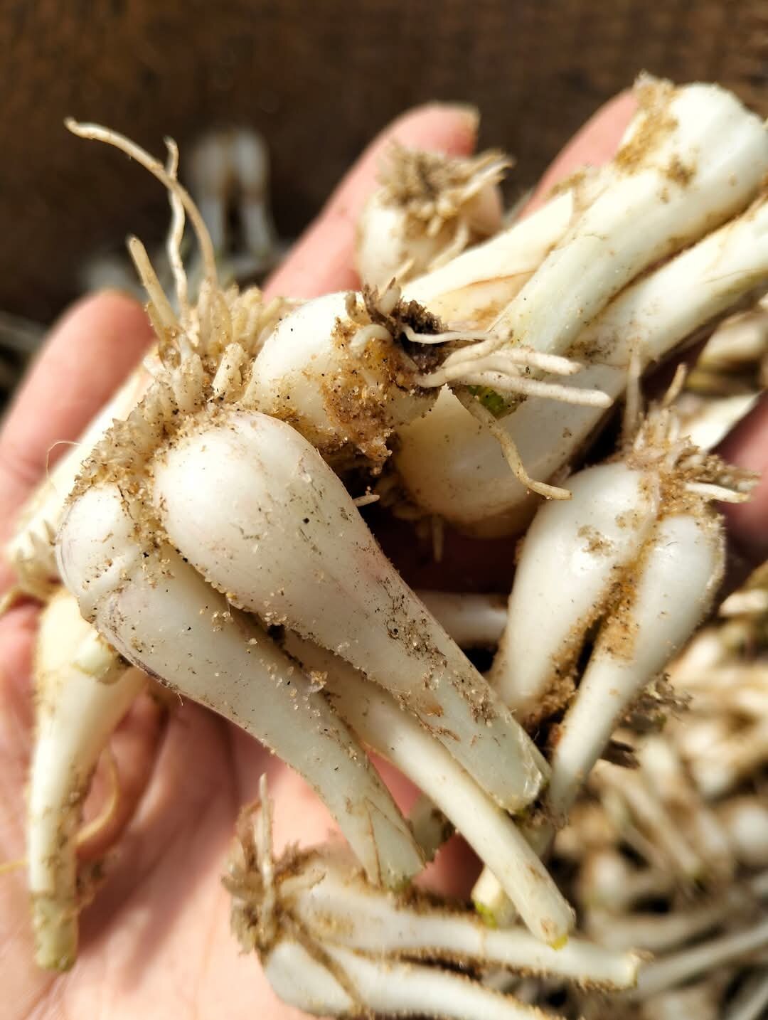 1kg củ kiệu huế tươi . hàng chuẩn