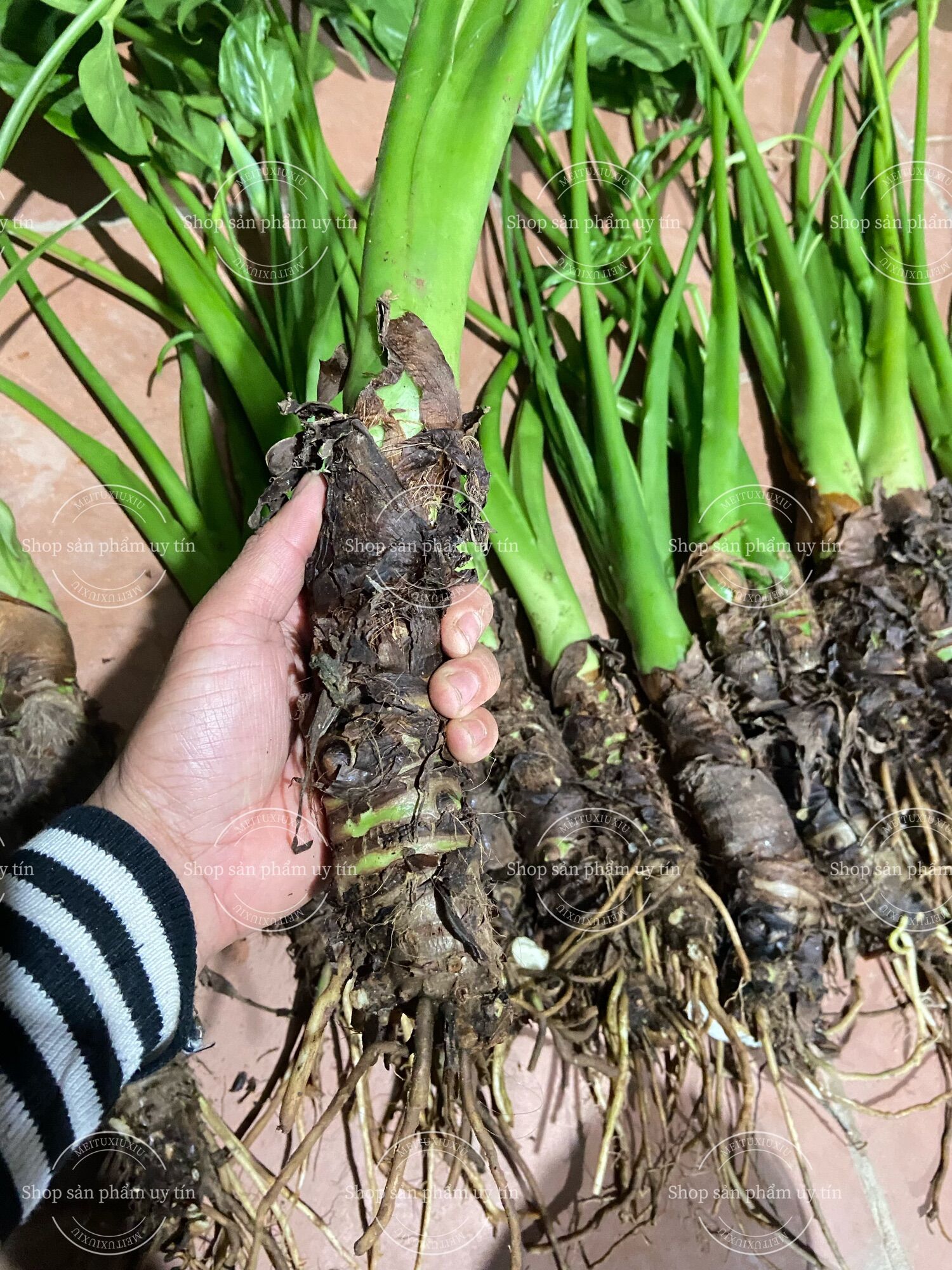 củ ráy voi làm cảnh (bao sống)
