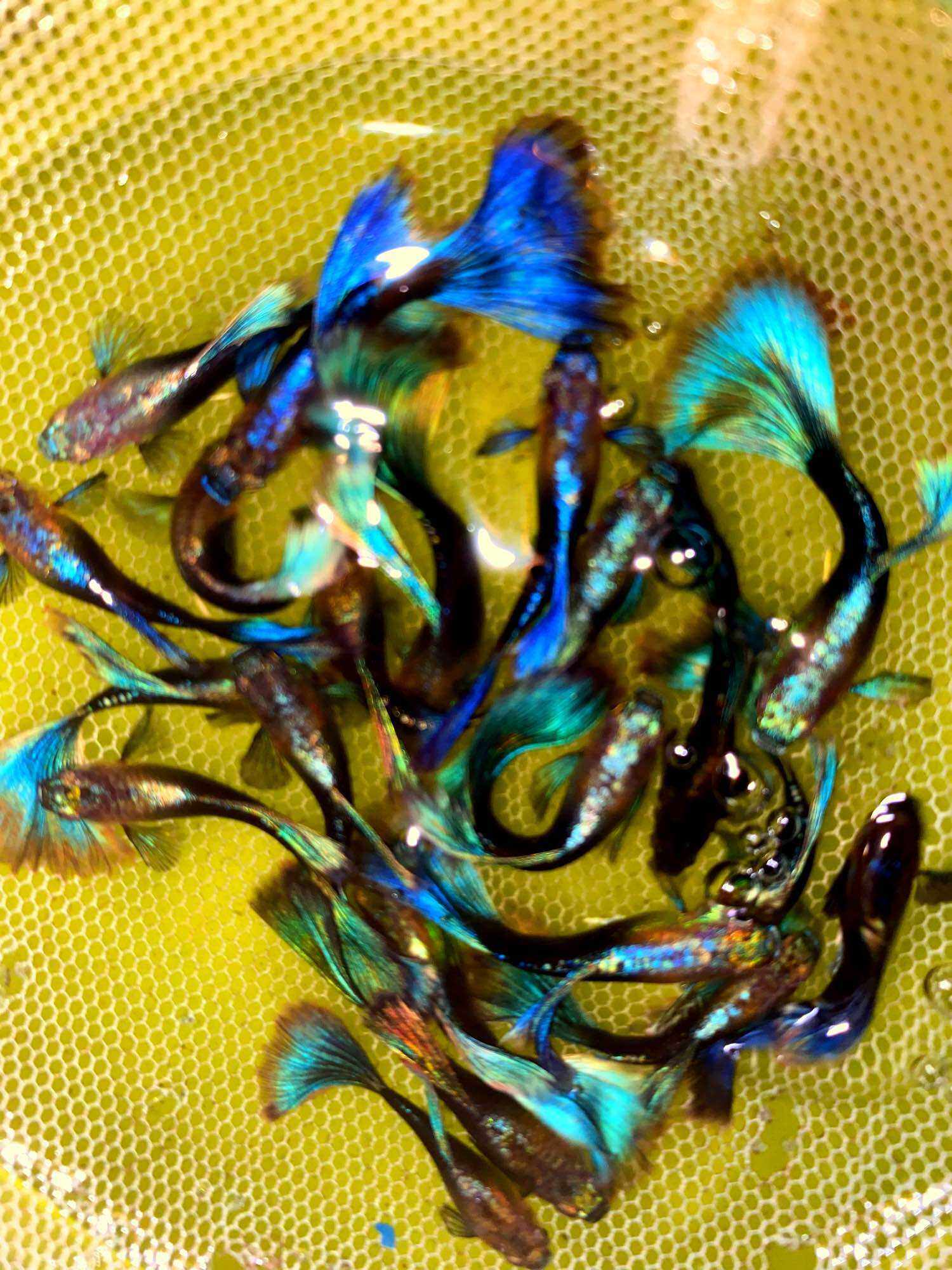 GUPPY 2 CẶP HP BLUE LÀM GIỐNG