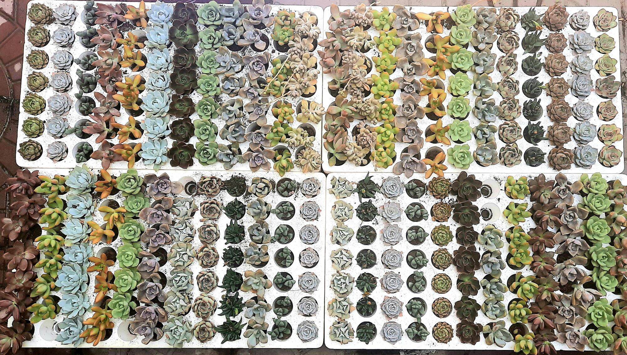 Combo 10 loại sen đá size mini 2-3cm