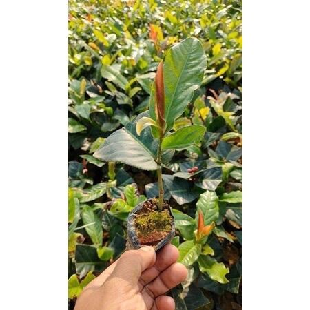 2 cây giống hoa hải đường