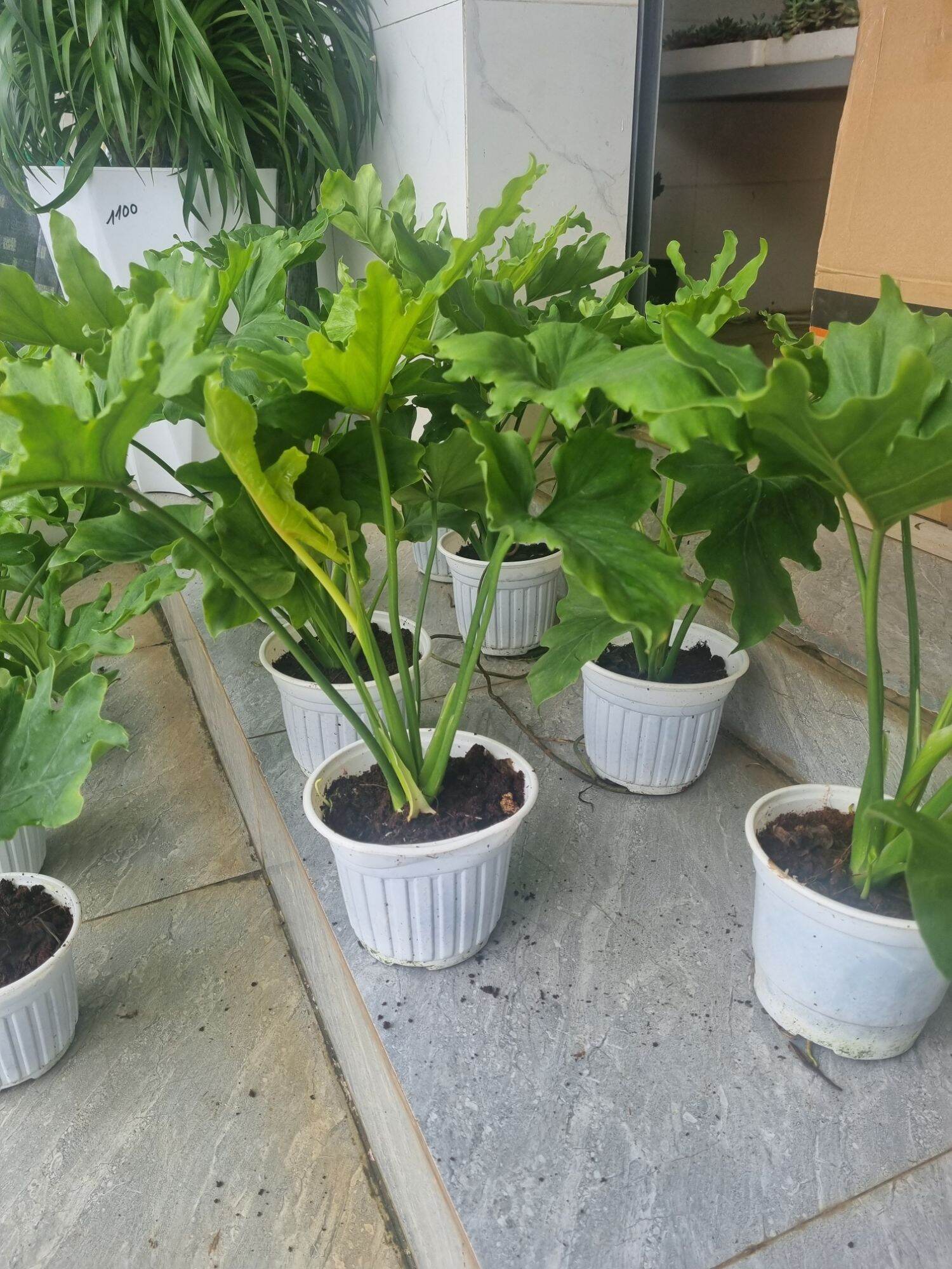 Cây trầu bà thanh xuân