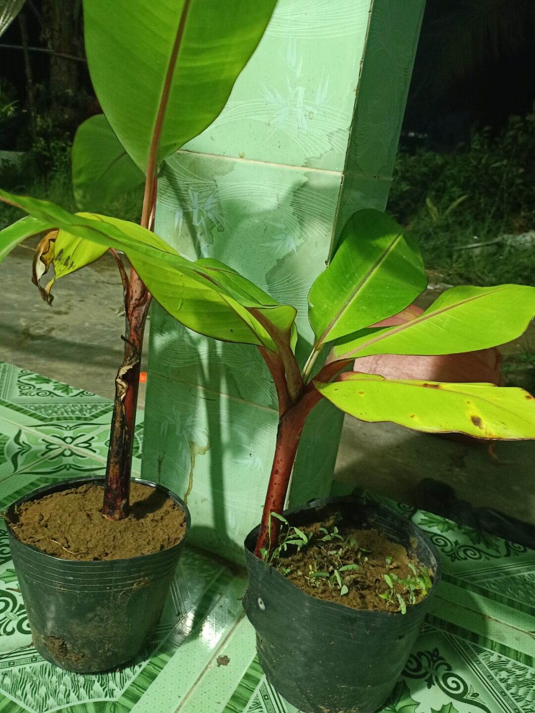 cây giống chuối trái đỏ