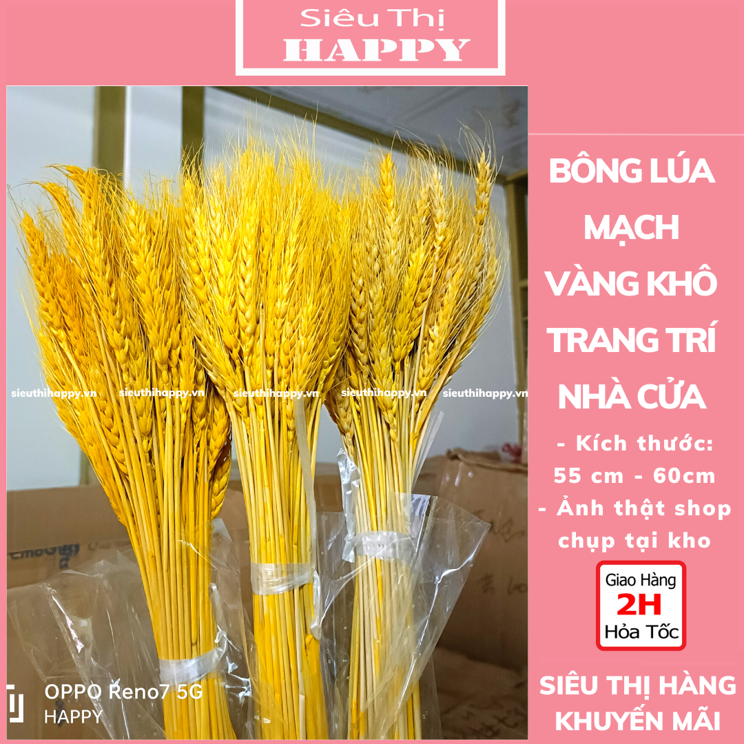 Bông lúa mạch màu vàng tài lộc - loại VIP