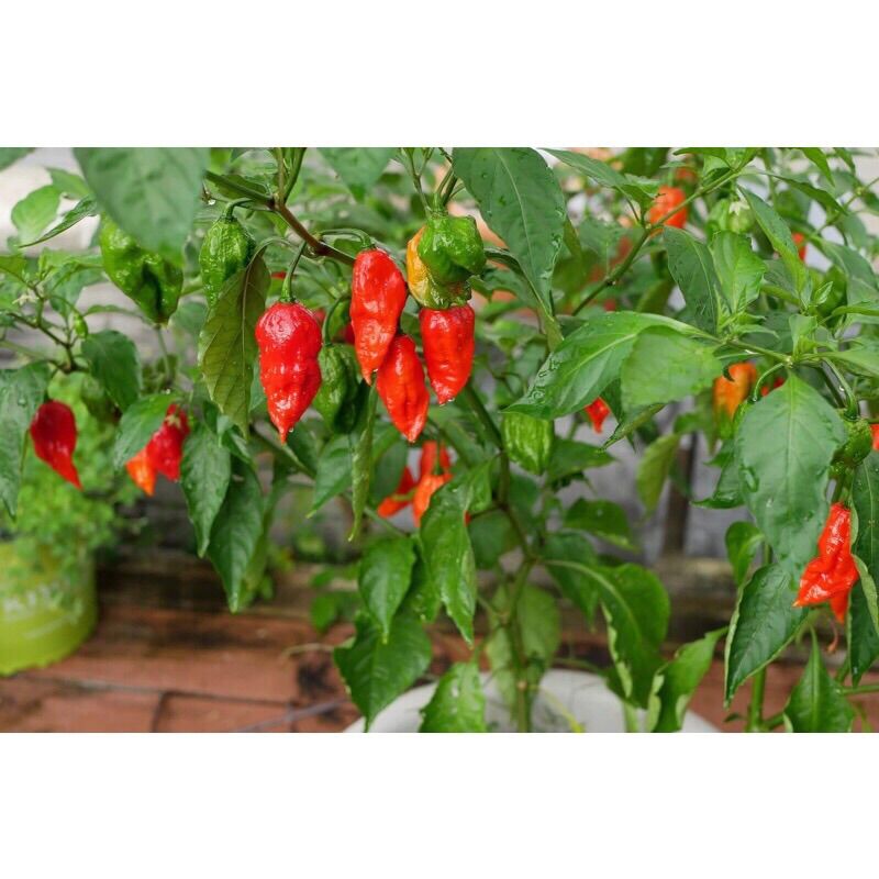 HẠT GIỐNG ỚT GHOST SIÊU CAY ỚT MẶT QUỶ