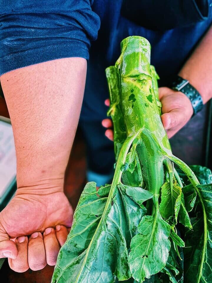 HẠT GIỐNG CẢI NGỒNG LÀN THÁI LAN