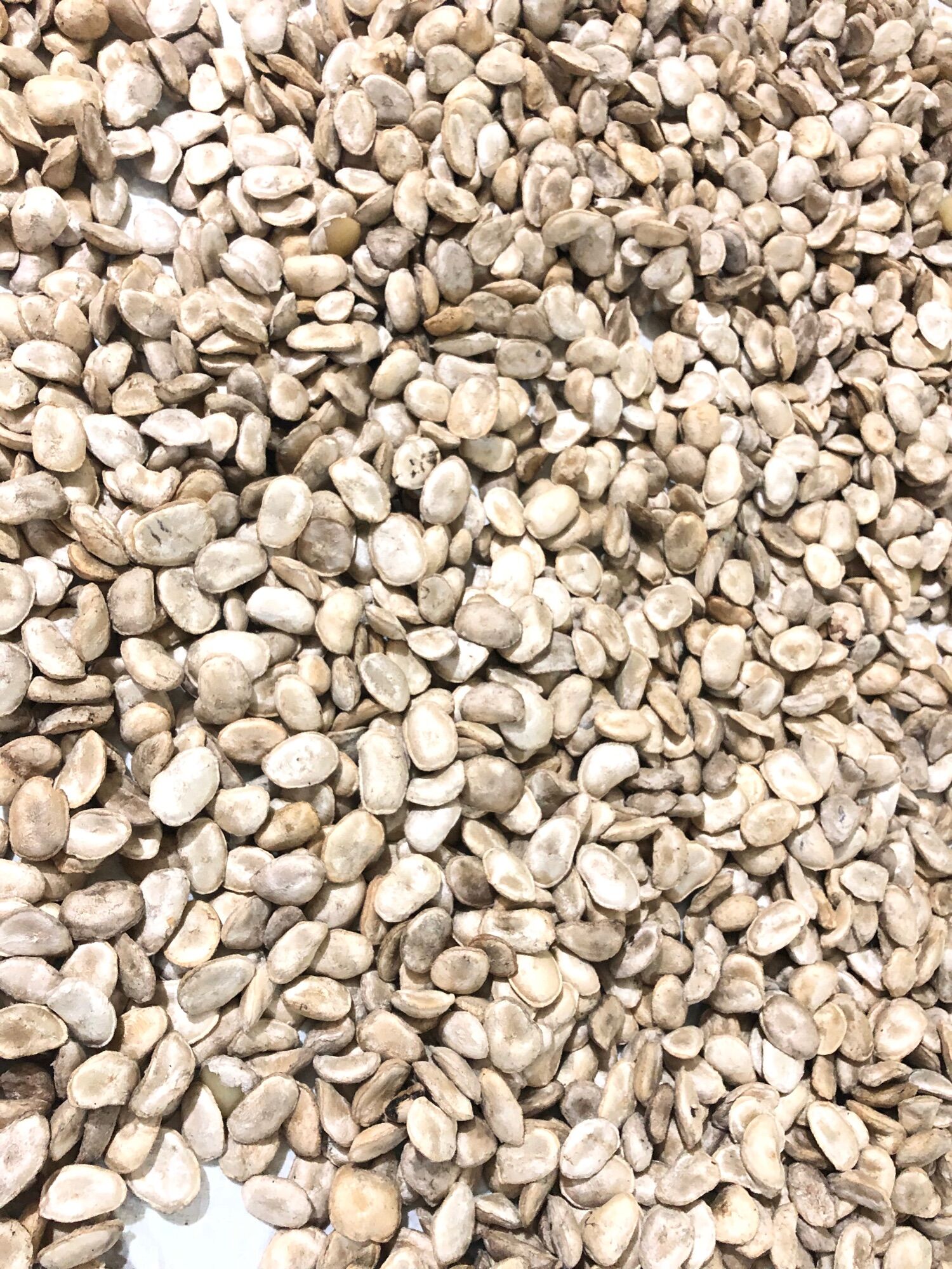 [HOT] Hạt sang dạ dày đại tràng ( SL 10 hạt trắng)