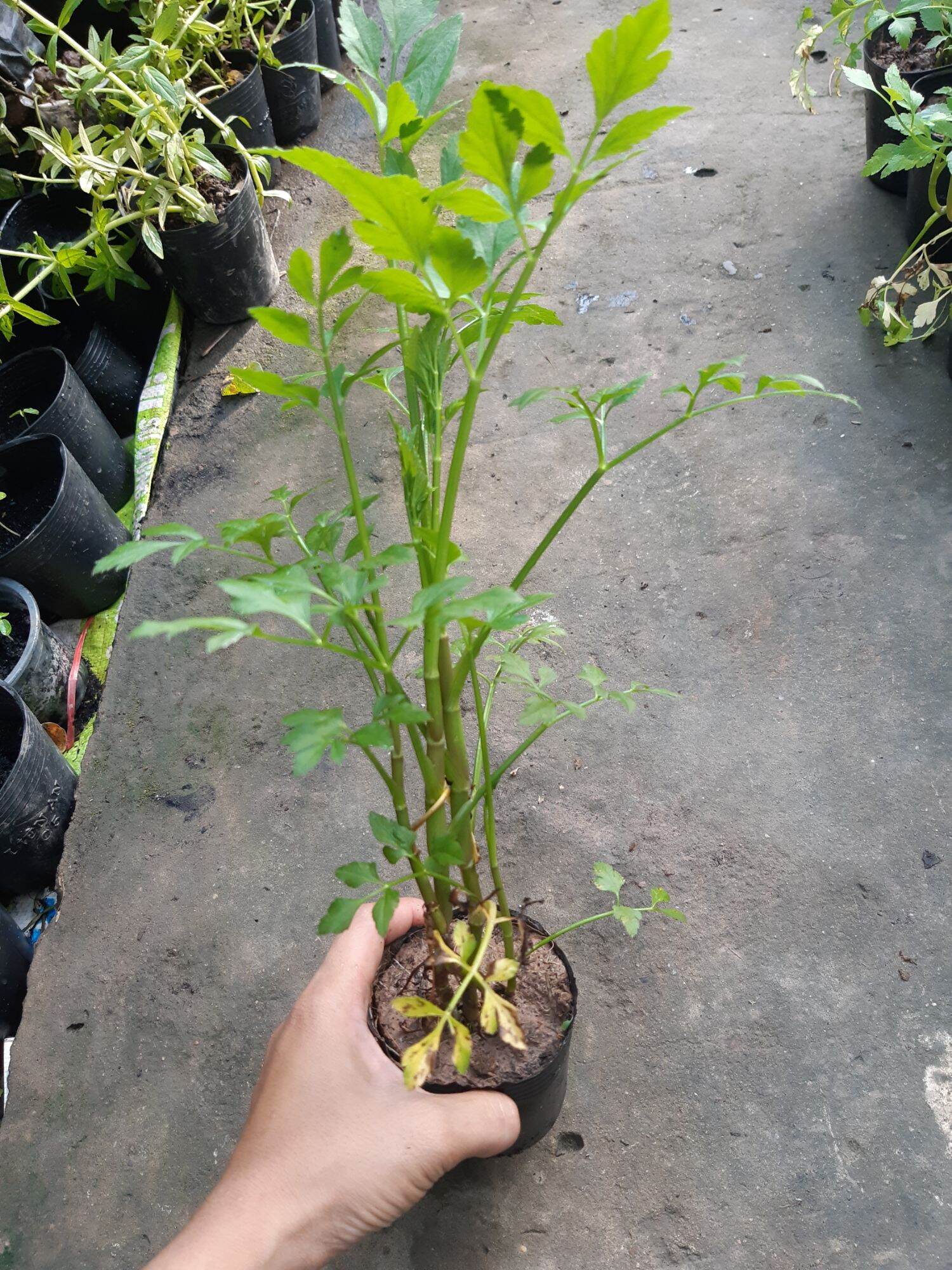 Cây rau cần nước ( ảnh thật tại vườn)