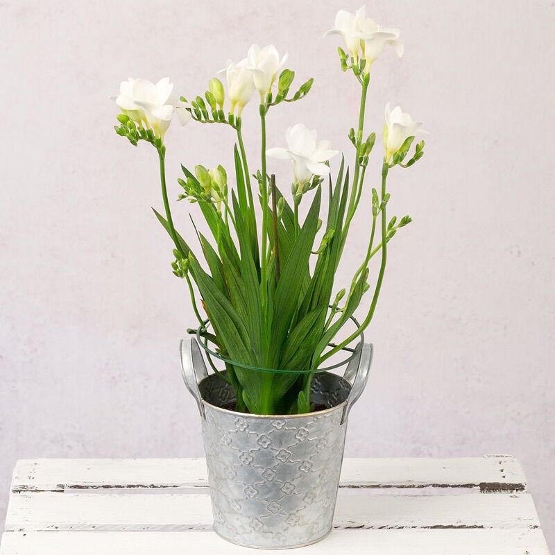 Cây giống địa lan Nam Phi (1cây)