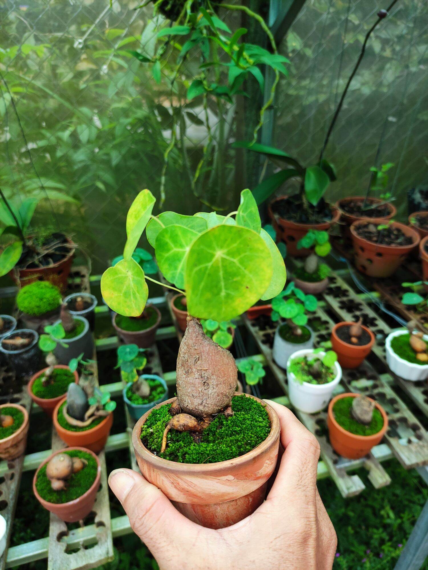củ bình vôi, cây để bàn phong thủy