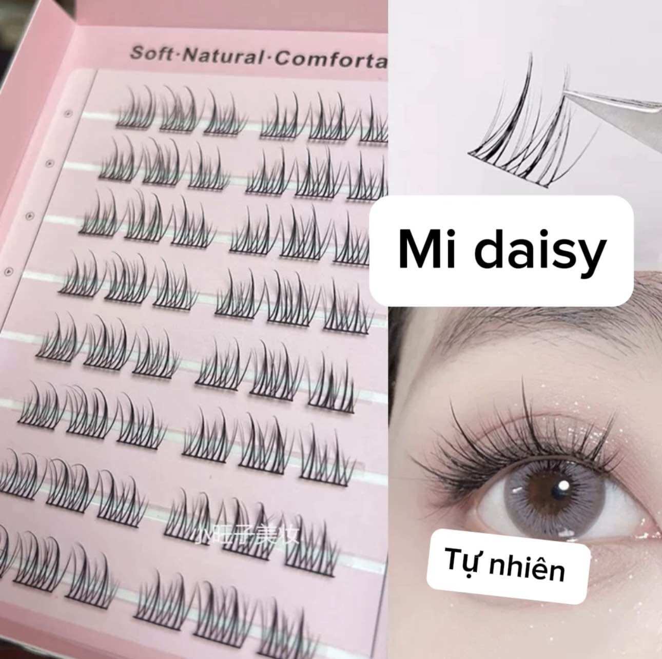 Mi katun daisy tạo fan sẵn