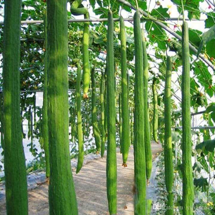 Hạt mướp hương dài gần 2 mét 10 Hạt
