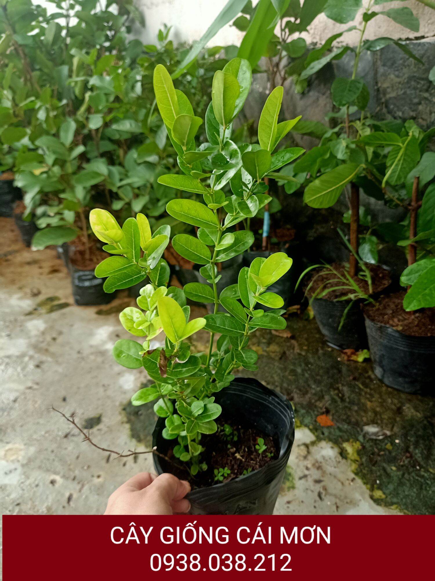 CÂY GIỐNG SIRO ( CÂY SIRO )