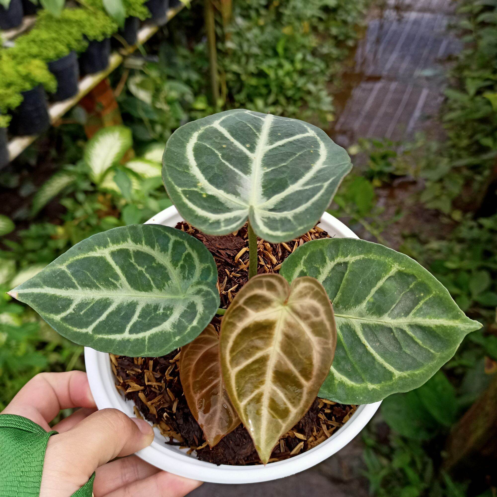 Chậu cây anthurium crystallinum